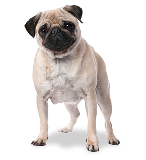 example pug template