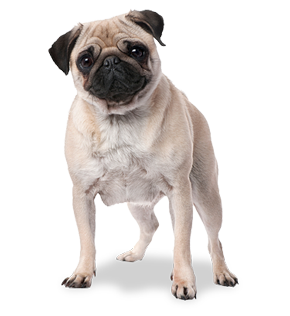 render pug template